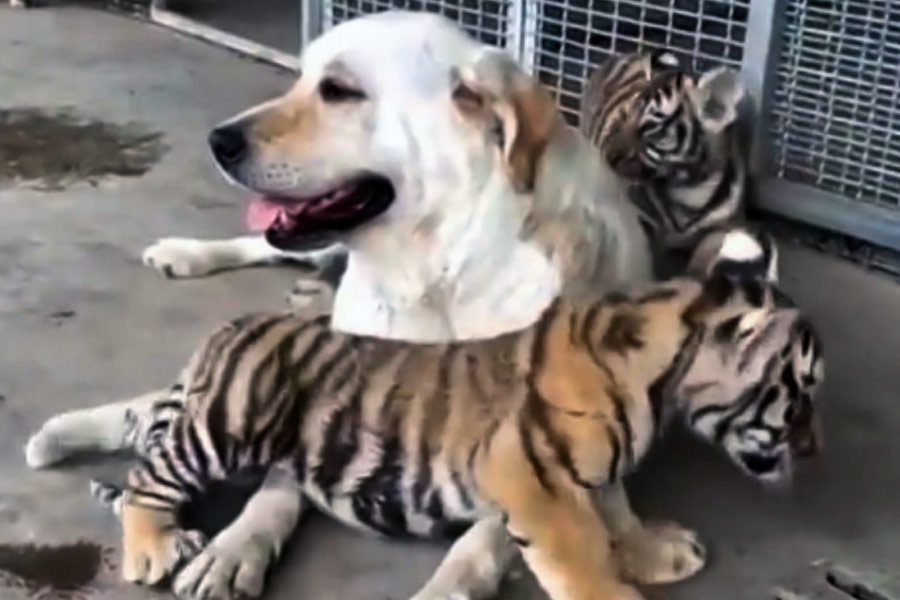 কিন্তু আক্রমণ করার বদলে বাঘগুলি কুকুরটির দিকে আদুরে ভঙ্গিতে এগিয়ে গেল কেন? গলা জড়িয়ে মাথাও ঘষতে দেখা গিয়েছে তাদের।