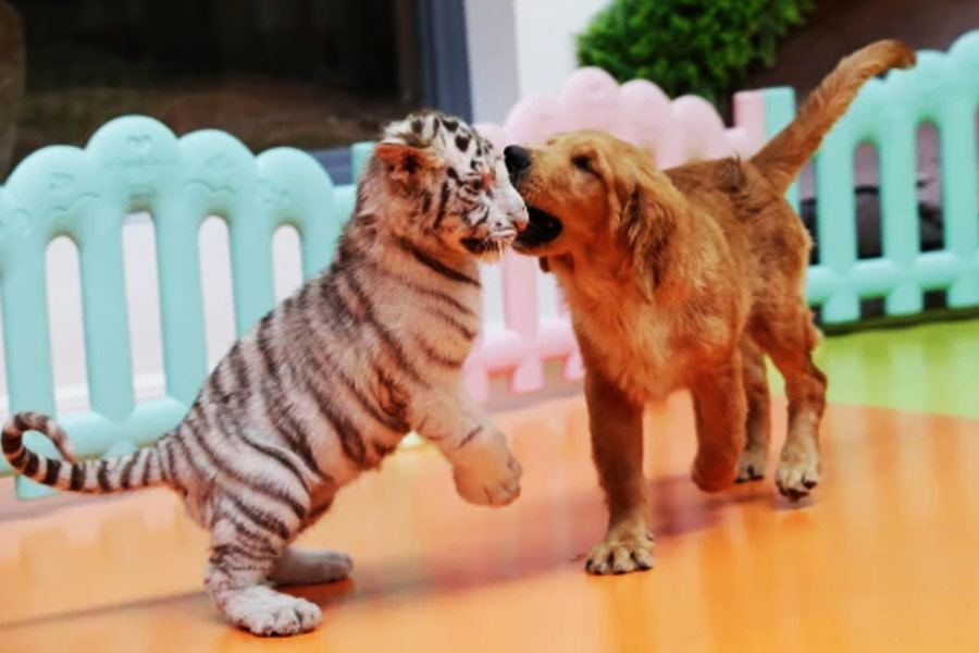 চিড়িয়াখানার এক কর্মী জানান, এই কুকুরটিকে ‘মা’ মনে করে বাঘগুলি। এ কী করে সম্ভব?