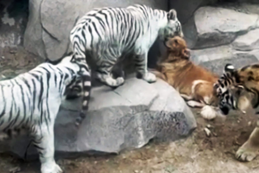 চিনের এক চিড়িয়াখানায় এই ছ’টি বাঘের জন্ম দিয়েছিল এক বাঘিনী।