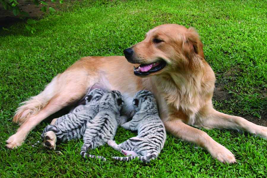 জন্ম দেওয়ার পরেই বাঘের ছানাগুলিকে ফেলে পালিয়ে যায় তাদের মা।