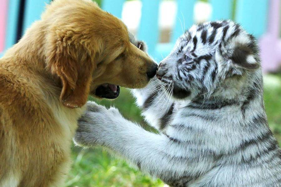 ব্যাঘ্রশাবকগুলির প্রাণ বাঁচানো নিয়ে চিন্তায় ঘুম উড়ে যায় চিড়িয়াখানার কর্মীদের। মায়ের দুধ না খেলে যে তাদের বেঁচে থাকাই দায় হয়ে উঠবে। তবে কি সদ্যোজাত শাবকগুলি মায়ের যত্নের অভাবে মারা যাবে?