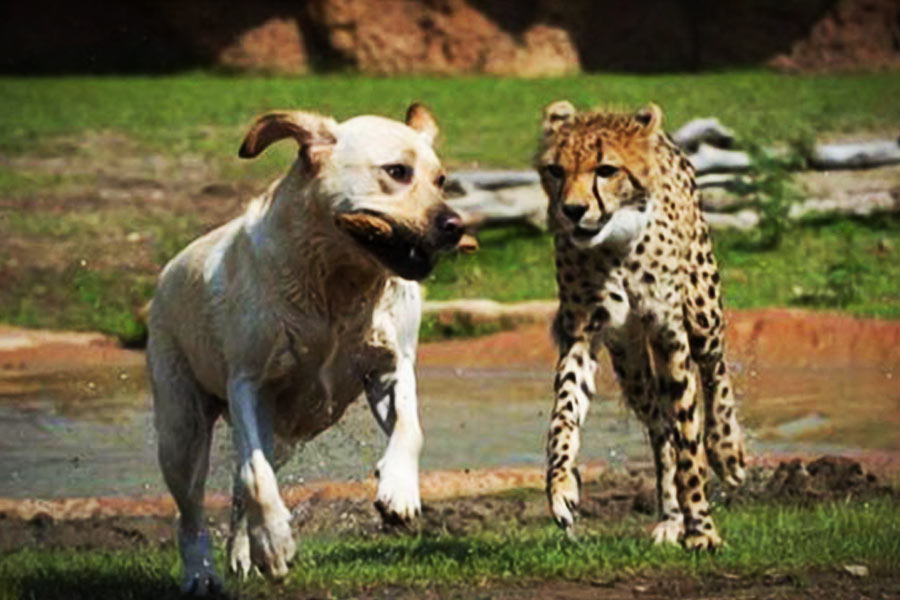 চিড়িয়াখানার কর্মীরা সিদ্ধান্ত নেন, যত দিন এই শাবকগুলি বড় না হয়, তত দিন পর্যন্ত একটি কুকুরের কাছে বড় হবে তারা।