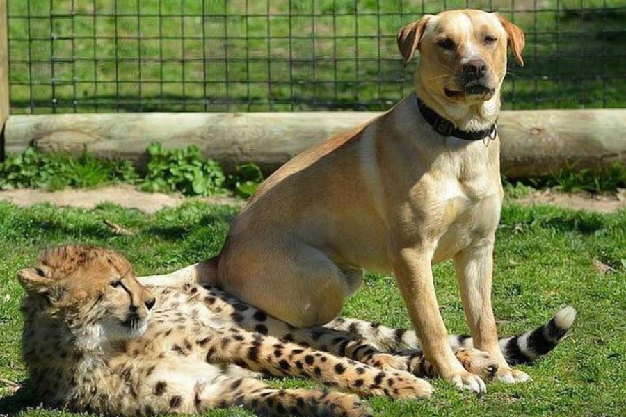 পরিকল্পনা ছিল, বাঘগুলি পরিণত বয়সের গণ্ডি ছুঁয়ে ফেললেই কুকুরটিকে খাঁচার ভিতর থেকে সরিয়ে ফেলবেন তারা। মাংসের স্বাদ পেয়ে বাঘগুলি যদি কুকুরটিকে মেরে ফেলে! সেই ঝুঁকি নিতে চাইছিলেন না তাঁরা।