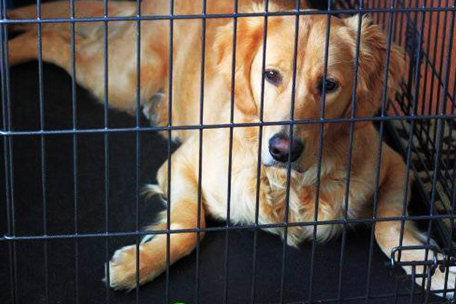 যেমন ভাবা, তেমন কাজ। গোল্ডেন রিট্রিভার প্রজাতির একটি কুকুরকে খাঁচার ভিতরে রেখে দিলেন তাঁরা।