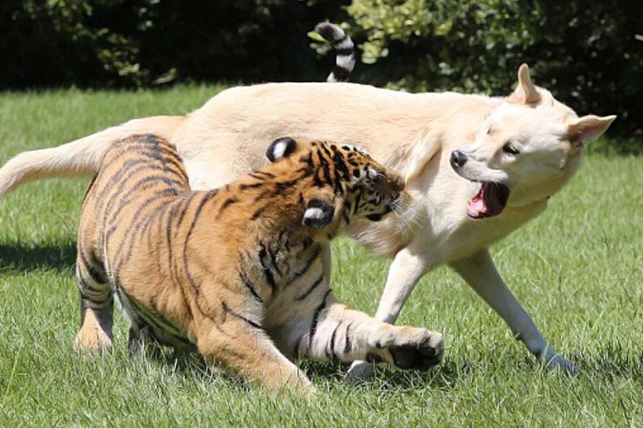 গোল্ডেন রিট্রিভারটির কাছেই বড় হয়ে উঠেছে বাঘগুলি। শাবকগুলিকে যত্নে লালন পালন করেছিল সেই কুকুর মা।