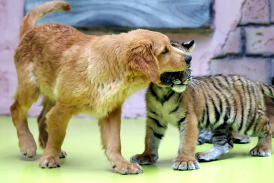 বাঘগুলি পূর্ণবয়স্ক হয়ে গেলে খাঁচা থেকে কুকুরটিকে বার করে দেন চিড়িয়াখানার কর্মীরা।