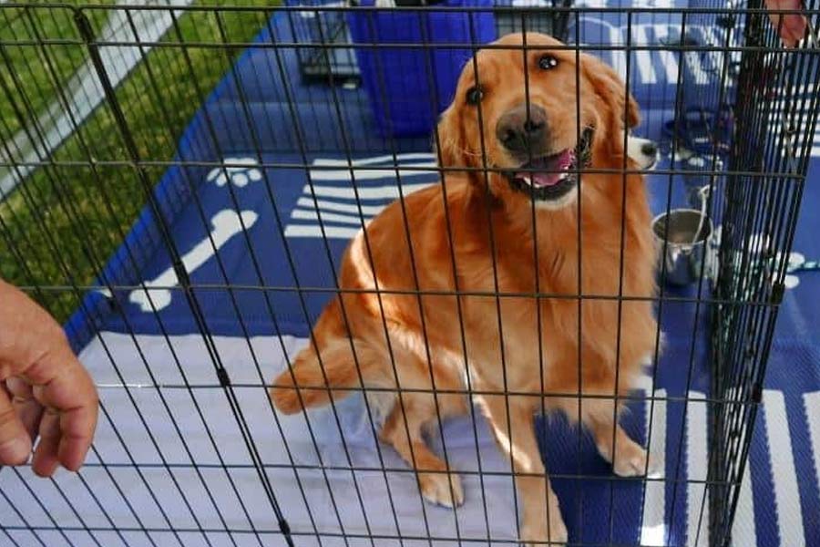 যদি কুকুরটিকে বাঘগুলি খেয়ে ফেলে, সেই ভয়েই কুকুরটিকে খাঁচা থেকে সরিয়ে ফেলেন তাঁরা।