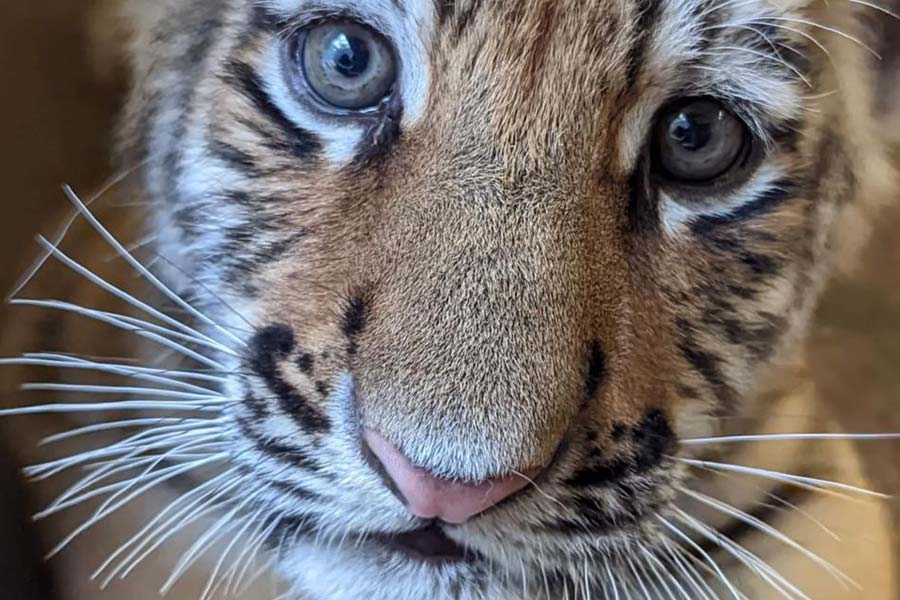 কিন্তু এতে হিতে বিপরীত হয়। কুকুরটিকে সরিয়ে দেওয়ার পর বাঘগুলি বিমর্ষ হয়ে পড়ে।