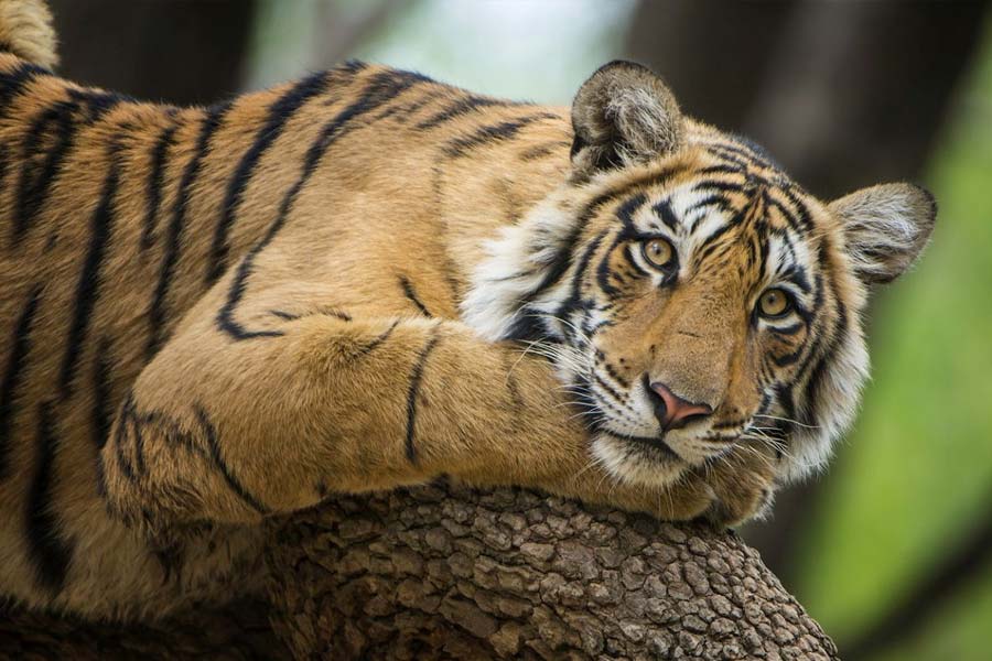 বেশির ভাগ সময় মনখারাপ করেই বসে থাকত বাঘগুলি। পরীক্ষা করার জন্য আবার কুকুরটিকে খাঁচার মধ্যে পাঠিয়ে দেন কর্মীরা।