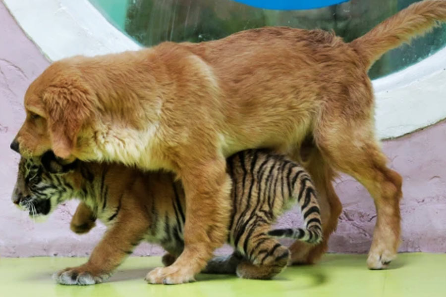 সঙ্গে সঙ্গে মনবদল! ‘মায়ের’ দেখা পেয়ে যেন প্রাণ ফিরে পায় বাঘগুলি।