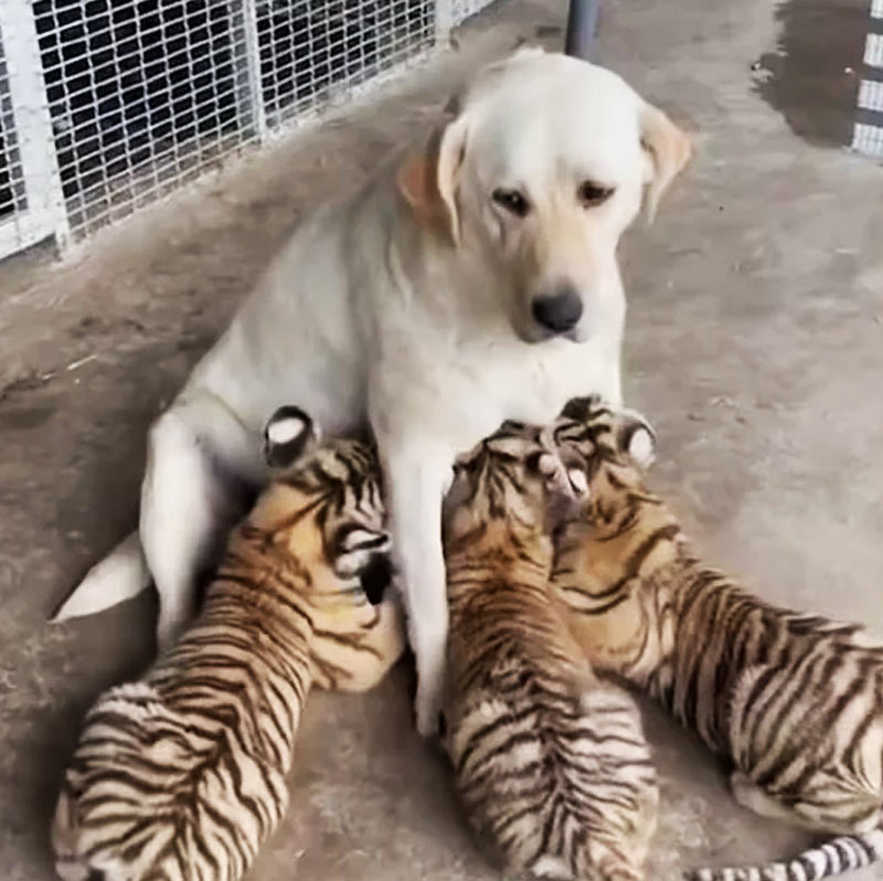 বাঘগুলির কাছে রক্তের চেয়ে মাতৃত্বের স্বাদ বেশি। গোল্ডেন রিট্রিভারের সঙ্গে তাদের সম্পর্কের বাঁধন দেখে তেমনটাই বলছেন চিড়িয়াখানার কর্মীরা।