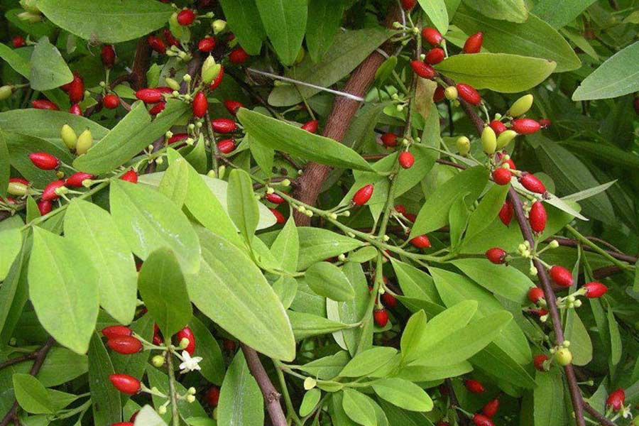 ২০২০ সালের তথ্য অনুযায়ী, কোকেন উৎপাদনে কলম্বিয়া এবং পেরুর পরই স্থান ছিল বলিভিয়ার। কোকেন পাওয়া যায় কোকো গাছ থেকে। বলিভিয়াতে সারা বিশ্বের প্রায় সাড়ে ১২ শতাংশ কোকো চাষ হয়।