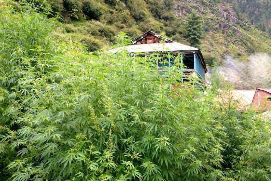 গ্রামে ঠাকুর সম্প্রদায়ের মানুষই বেশি। হরিজন সম্প্রদায়ের লোকেরা গ্রামের বাইরে থাকেন। এখানে নামেই পঞ্চায়েত আছে, সব কিছুই গ্রামবাসীরা সিদ্ধান্ত নেন। 