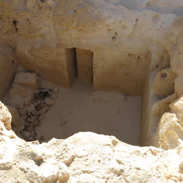 ম্যানচেস্টার জাদুঘরের মিশর বিষয়ক দুই বিশেষজ্ঞ জয়েস টিলডেসলি এবং অ্যান্ড্রু গ্রে বলছেন, এ ধরনের গোখরো সাপ সাধারণত ৫ থেকে ৬ ফুট লম্বা হয়ে থাকে। তা ছাড়া, একই সাপের ছোবলে খুবই অল্প সময়ের মধ্যে তিন জনের মৃত্যু হওয়াও সম্ভব নয়।