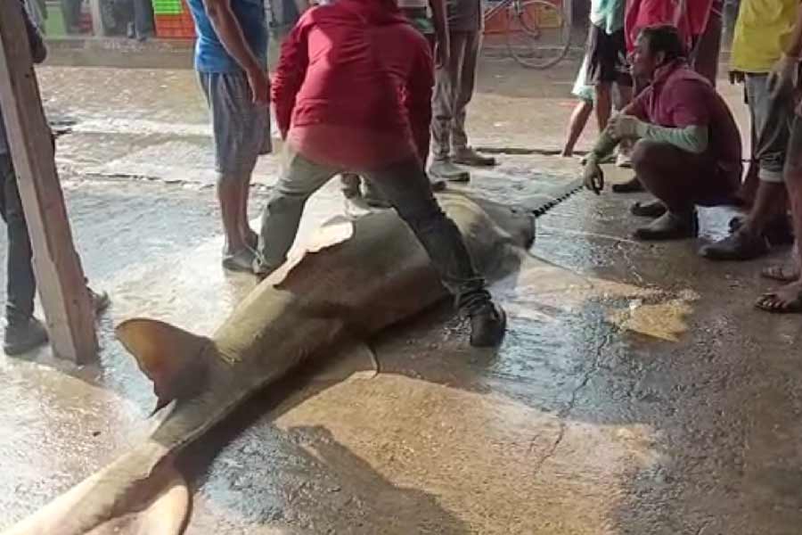 সাড়ে ৫০০ কিলোগ্রামের করাত মাছ।