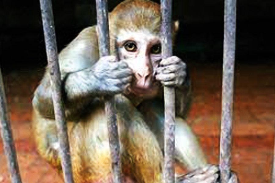 সংবাদমাধ্যম জানায়, পাকিস্তানের পাঞ্জাব প্রদেশে ‘গ্রেফতার’ হয়েছে হনুমানটি। বাহাওয়ালপুর বন দফতরের কর্মীরা তাকে আটক করেছেন।