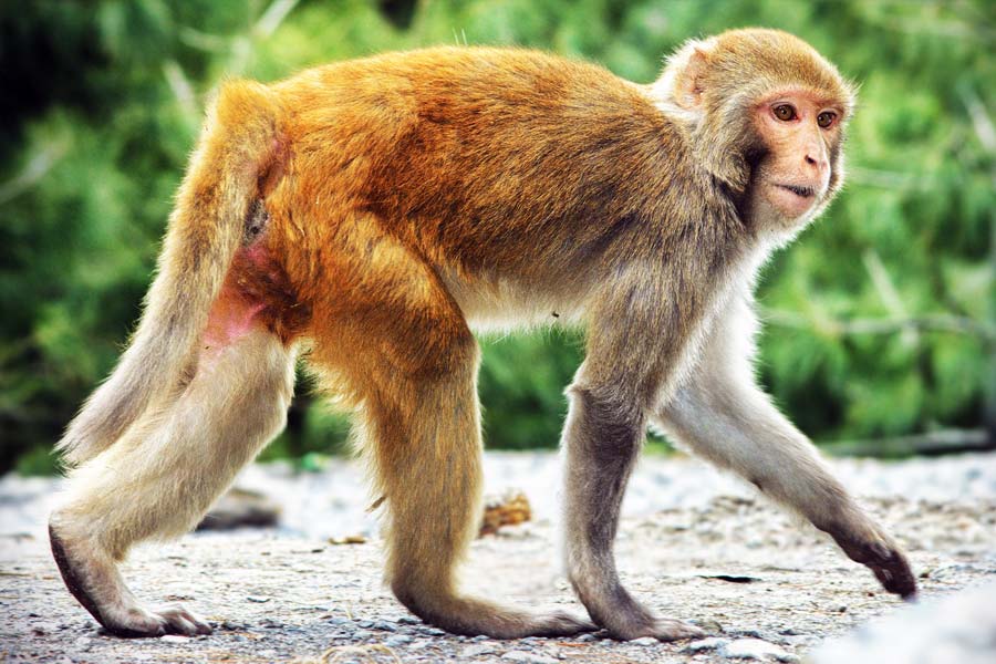 বাহাওয়ালপুর জেলার চোলিস্তানে ঢুকে পড়েছিল সেই হনুমান। চোখে পড়ে স্থানীয়দের। অচেনা ঠেকে সেই হনুমান। ধরার চেষ্টা করেন তাঁরা। কিন্তু ব্যর্থ হন। এর পরেই বন দফতরকে খবর দেন তাঁরা।