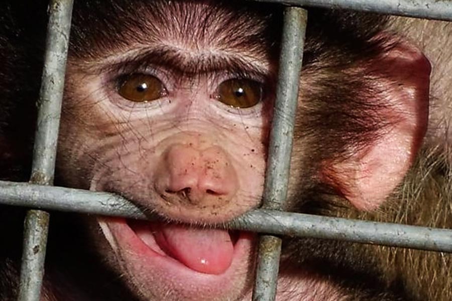 হনুমানের গোটা শরীর খুঁজে দেখেন নিরাপত্তারক্ষীরা। এক্স-রে করে দেখেন। তার পরেই নিশ্চিত হন, নাহ্, ‘গুপ্তচর’ নয় সে। নেহাতই এক প্রাণী, খাবারের তাগিদে সীমান্ত পেরিয়ে চলে এসেছে।