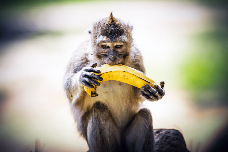 এর পরেই হনুমানটির ঠাঁই হয় বাহাওয়ালপুর চিড়িয়াখানায়। তার নতুন নামকরণও হয়। তাকে ববি নামে ডাকতে শুরু করেন চিড়িয়াখানার কর্মীরা।