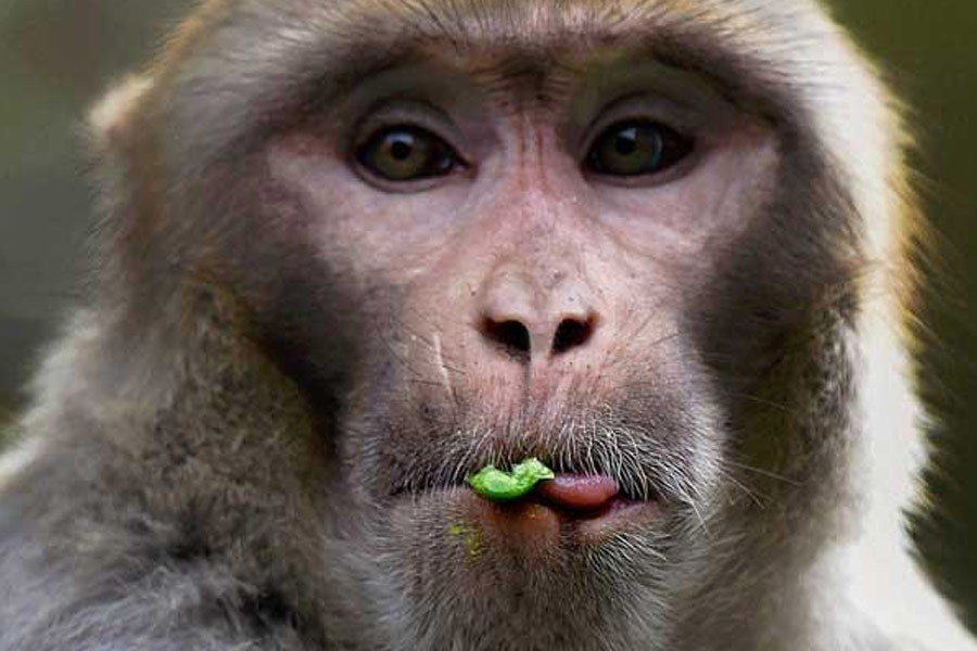 ববি একা নয়। এই তালিকা দীর্ঘ। প্রায়ই সীমান্তরক্ষী বা সীমান্তের আশপাশে নিরাপত্তারক্ষীদের হাতে ধরা পড়ে পশু, পাখি। গুপ্তচরবৃত্তির অভিযোগে। চলে তল্লাশি। অনেক সময়ই দেখা যায়, তারা অভিযুক্ত। তখন বিচার চলে। পরিণতি খুব একটা ভাল হয় না। হাজতবাস, এমনকি মৃত্যুও হয়।