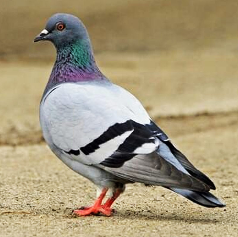 ২০১০ সালের মে মাসে ভারতীয় পুলিশ গ্রেফতার করে এক পায়রাকে। সীমান্তের ও পার থেকে উড়ে এসেছিল সে। পরে দেখা যায়, পাকিস্তানের হয়ে চরবৃত্তি করছিল। তার গায়ে লাগানো ছিল গোপন ক্যামেরা এবং রেকর্ডার। পাকিস্তানে বসে সে সব শুনছিল গুপ্তচর সংস্থা।