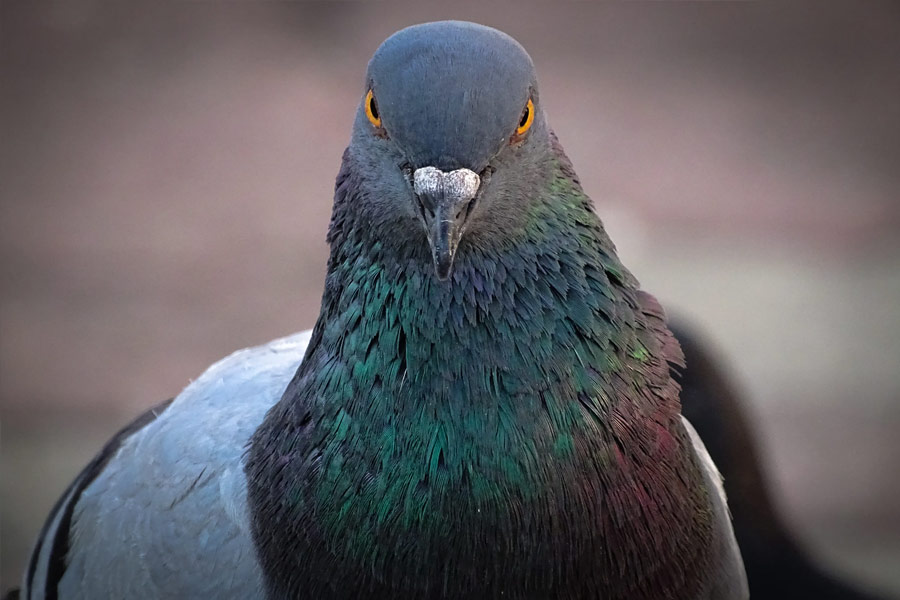  পঞ্জাবের অমৃতসর থেকে ৪০ কিলোমিটার দূরে এক বাসিন্দা সন্দেহের বশে পায়রাটিকে ধরেন। পুলিশকে খবর দেন তিনি। পরে পুলিশ এসে পাকড়াও করে পায়রাটিকে।