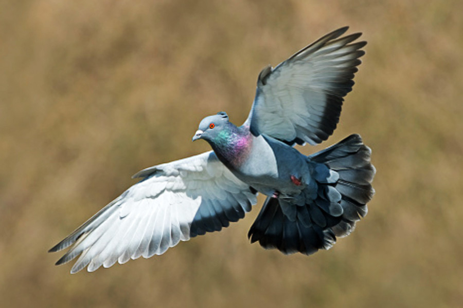 ওরা সীমানা বোঝে না। ওরা দেশ বোঝে না। ওরা দুই দেশের কূটনৈতিক চাপান-উতোর বোঝে না। তবু ওই নিরীহ প্রাণীরা পরিস্থিতির শিকার হয়। এই ঘটনা আকছার ঘটে সীমান্তে। ভারতের হাতে ধরা পড়ে পাকিস্তানের পাঠানো ‘চর’।