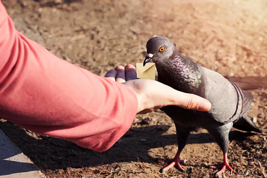২০২১ সালের এপ্রিলে পঞ্জাব সীমান্তে এর রক্ষীর কাঁধে এসে বসে একটি পায়রা। তার পায়ে বাঁধা ছিল একটি চিরকুট। যেখানে লেখা ছিল একটি ফোন নম্বর। সেটি সম্ভবত পাকিস্তানের। গোয়েন্দাদের ধারণা, এ পারে নিজেদের গুপ্তচরকে কোনও সঙ্কেত পাঠাতে চেয়েছিল পাকিস্তান। গ্রেফতার হয় সেই পায়রা।