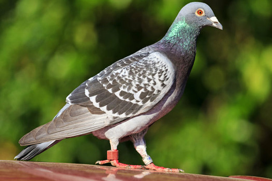  ২০২০ সালের মে মাসে কাশ্মীরে ধরা পড়ে একটি পায়রা। তারও পায়ের চিরকুটে লেখা ছিল নম্বর। পরে সেই পায়রার পাকিস্তানি মালিক দাবি করেন, সেটি তাঁর পোষ্য। হারিয়ে যাবে ভয়ে পায়রার পায়ে বেঁধে দেন নিজের ফোন নম্বর।