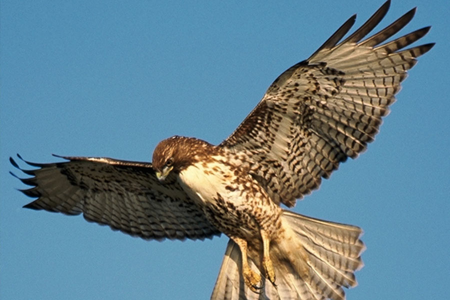  ২০১৭ সালে ভারতীয় সীমান্তরক্ষীরা একটি বাজপাখিকে ধরে ফেলেন। তার গায়ে লাগানো ছিল বৈদ্যুতিন যন্ত্র। এই তালিকা দীর্ঘ। বছরে প্রায় দু’-তিনটি করে প্রাণী ধরা পড়ে ভারতীয় সীমান্তরক্ষীদের হাতে। তাদের মধ্যে অনেকেই চরবৃত্তির কাজে দোষী সাব্যস্ত হয়। অনেকে ছাড় পায়।  