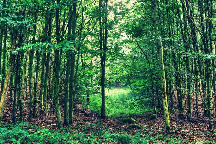 প্রতি দিন রাত ২টো বাজলেই ফ্রিজ খুলতেন আফতাব। প্রেমিকার দেহের টুকরো একটি একটি করে তুলে নিতেন। তার পর নিকটবর্তী জঙ্গলে গিয়ে টুকরোগুলি ছড়িয়ে দিয়ে আসতেন, প্রতি দিন একটি করে।