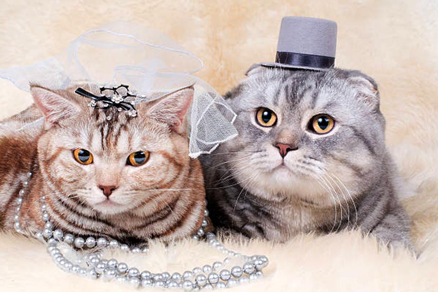 অষ্টাদশ শতকের শেষের দিকে এবং ঊনবিংশ শতকের গোড়ায় বাঙালি বাবু সংস্কৃতিতে পোষ্যদের বিয়ে দেওয়ার ঘটনার উল্লেখ রয়েছে। বিভিন্ন বাংলা সাহিত্যে পোষ্য বিড়ালের বিয়ের অনুষ্ঠানের বিবরণ রয়েছে। শুধু পোষ্যদেরই নয়, গাছেদেরও বিয়ে দেওয়া হত সেই সময়।