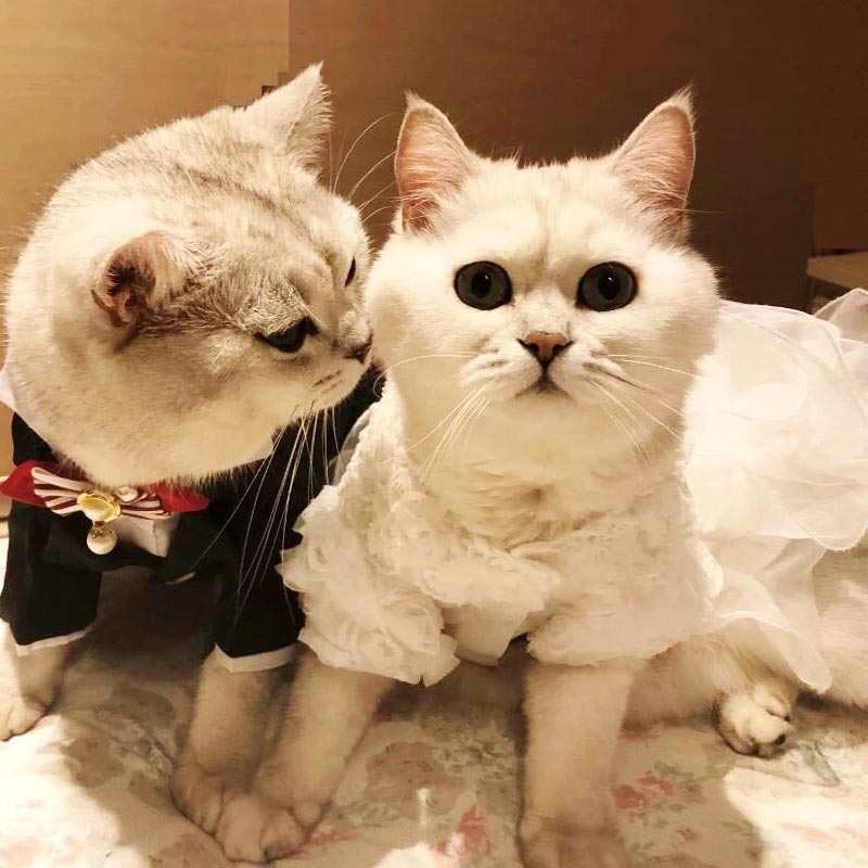 বাবু সংস্কৃতি লোপ পাওয়ার সঙ্গে সঙ্গে শখে বিড়ালের বিয়ে দেওয়ার চলও গায়েব হয়ে যায়। কিন্তু ভারতের নানা প্রান্তে এখনও পোষ্যদের বিয়ে দেওয়া হয়। সম্প্রতি এমনই এক ঘটনা সামনে এসেছে।