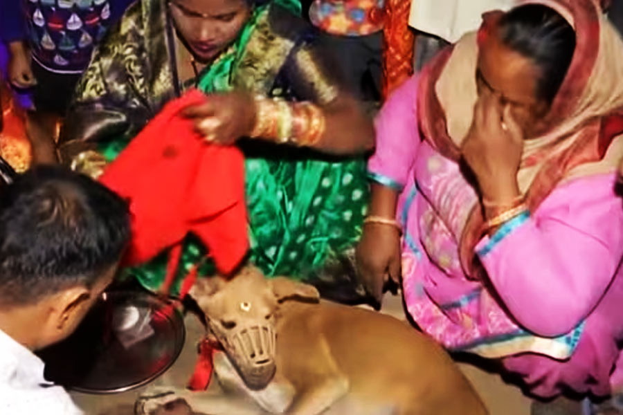 বাড়িতে বিয়ের সানাই বাজছে। চারদিকে সাজ সাজ রব। নিজের ছেলেমেয়েদের বিয়ে দিচ্ছেন গুরুগ্রামের দুই দম্পতি। কিন্তু এই বিয়ে সাধারণ হয়েও যেন অসাধারণ। বিয়েতে বর-কনের পিঁড়িতে বসে রয়েছে দুই চারপেয়ে। এক হয়ে যাচ্ছে তাঁদের চার পা।