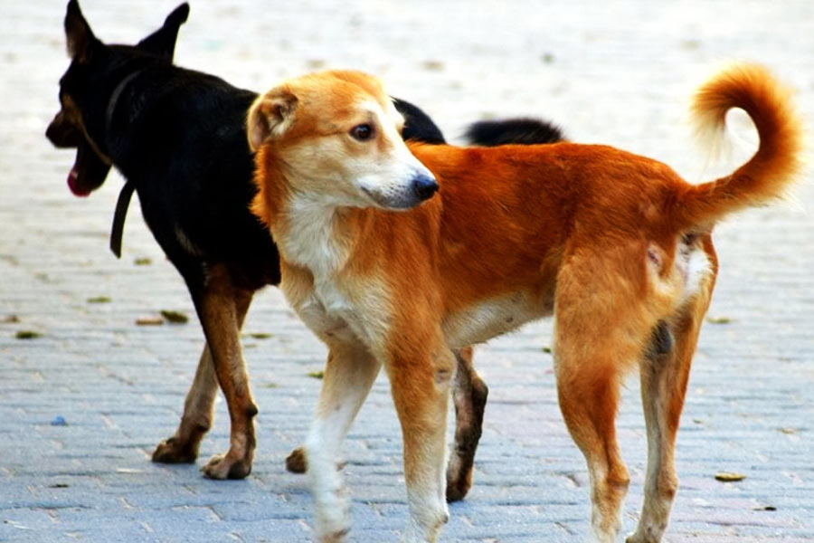 রাজা জানান, তাঁর প্রতিবেশী রামসেবক নামের এক ব্যক্তির একটি পোষা কুকুর রয়েছে। নাম— শেরু। সম্প্রতি তিনি ঠাট্টা করে বলেন, তাঁদের কুকুর দু’টির বিয়ে দিলে কেমন হয়?