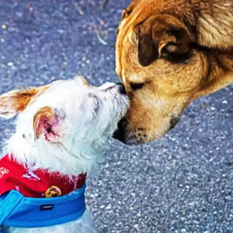 সুইটির কথা জিজ্ঞাসা করলে রানি জানান, তাঁর কোনও সন্তান নেই। সুইটিকেই নিজের মেয়ের মতো ভালবাসেন তিনি। ‘‘আমাদের বাড়িতে আরও অনেক পোষ্য রয়েছে। আমি এবং আমার স্বামী দু’জন মিলে তাদের যত্ন নিই। সুইটির বিয়ে নিয়ে পাড়ার অনেকেই পরামর্শ দিয়েছিলেন। আমরাও সে বিষয়ে চিন্তাভাবনা করে চার দিনের মাথায় পাত্র খুঁজে বিয়ে দিই। বিয়ের অনুষ্ঠানের সমস্ত আচার পালন করেই বিয়ে দেওয়া হয়েছে’’, বললেন রানি।