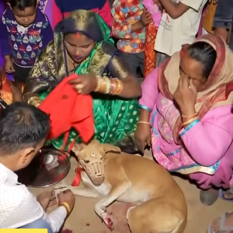 বরের নাম শেরু। শেরুর দেখাশোনা করেন মনিতা নামে এক ব্যক্তি। শেরু প্রসঙ্গে এক সাক্ষাৎকারে তিনি জানান, গত আট বছর ধরে শেরু তাঁদের কাছে রয়েছে। শেরুর বিয়ে নিয়ে মনিতা এবং তাঁর স্বামী দু’জনেই উৎসাহী।