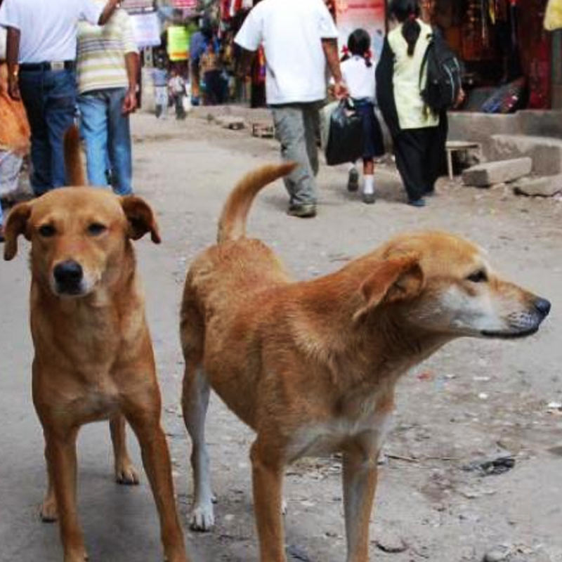 মনিতা আরও বলেন, ‘‘গায়েহলুদের অনুষ্ঠান থেকে শুরু করে খাওয়াদাওয়া, নাচগান কিছুই বাদ যায়নি তাদের বিয়েতে।’’ তিনি জানান, বিয়ে উপলক্ষে ১০০ জনকে নিমন্ত্রণও জানানো হয়েছিল। ২৫ জনকে বিয়ের কার্ড পাঠালেও বাকিদের অনলাইন মাধ্যমে নিমন্ত্রণ জানিয়েছিলেন শেরু এবং সুইটির বাবা-মা। 