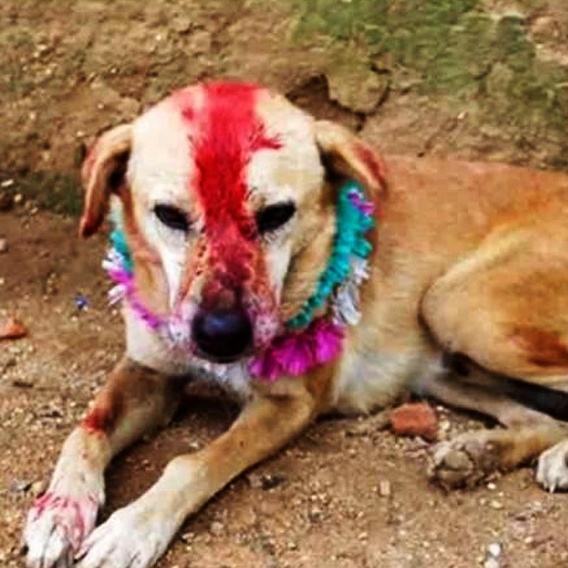 তবে, সারমেয়দের বিয়ের ঘটনা এই প্রথম নয়। এর আগেও ভারতে বহু বার কুকুরদের বিয়ে দেওয়া হয়েছে। ২০১৬ সালে উত্তর প্রদেশের কৌসাম্বি জেলায় বিয়ে দেওয়া হয় ‘শগুন-শগুনিয়া’র।