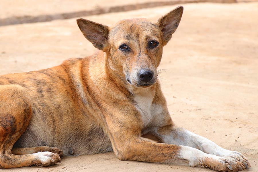 অতিমারি চলাকালীন কেরলের এক দম্পতি তাঁদের পোষ্য কুকুর ‘অ্যাসিড’-এর বিয়ে দেওয়ার সিদ্ধান্ত নিয়েছিলেন। অ্যাসিডকে যিনি প্রশিক্ষণ দেন, তাঁর মারফত অ্যাসিডের জন্য পাত্রীও খুঁজে ফেলেছিলেন দম্পতি।