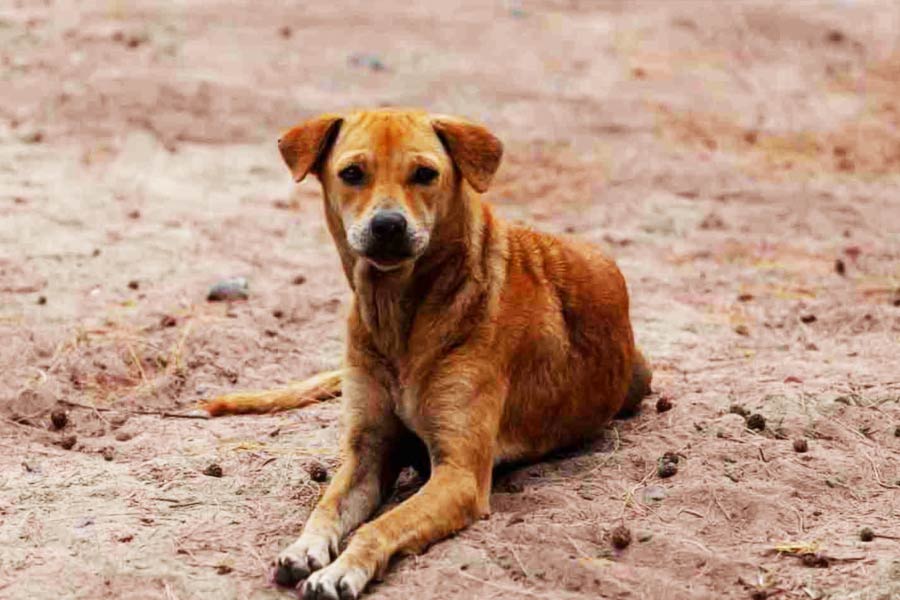 এক সাক্ষাৎকারে দম্পতি জানান, তাঁদের পরিবারে অ্যাসিডকে বাড়ির ছেলের মতো দেখা হয়। বিয়ের পর জাহ্নবীকেও দত্তক নেন বলে জানান দম্পতি।