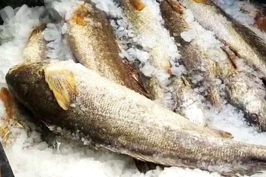 বরফে রাখা হয়েছে সেই নোরে ভোলা মাছ।