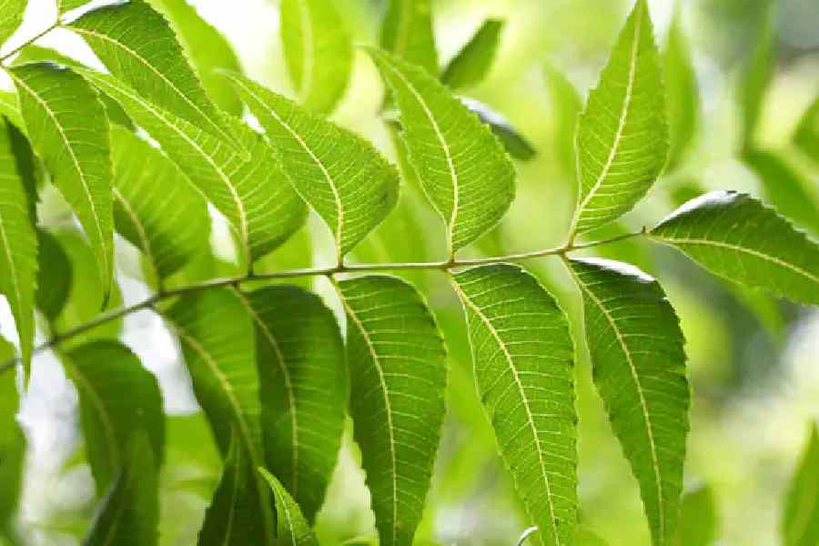 শরীর সুস্থ-সতেজ ও রোগমুক্ত রাখতে নিমপাতার রস খুবই কার্যকরী বলে মনে করেন অনেকে।