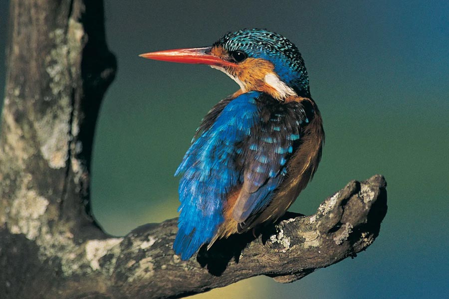 পক্ষীবিশারদ নাকাতসুর মনে প্রশ্ন জাগে, পার্থিব এমন কোনও প্রাণী আছে যাদের  দৈনন্দিন জীবনযাপনের জন্য এই রকম বায়ুচাপের পরিবর্তন সামলাতে হয়? তখনই তাঁর মনে পড়ে মাছড়াঙা পাখির কথা।