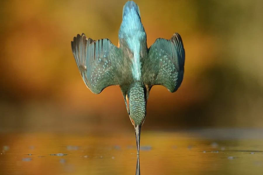 ঝাঁপ দেওয়ার সময় জলে কোনও তরঙ্গেরও সৃষ্টি হয় না। এর কারণ মাছরাঙার সুদীর্ঘ এবং ছুঁচালো চঞ্চু।
