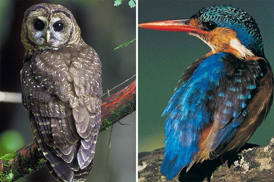 এই মাছরাঙার চঞ্চুর আদলেই এখনও তৈরি হয়ে আসছে টোকাইডো শিনকানসেন ট্রেন। পেঁচার ডানা এবং মাছরাঙার চঞ্চুর আকৃতি চিরকালের জন্য বদলে দিয়েছে বুলেট ট্রেনের চেহারা।