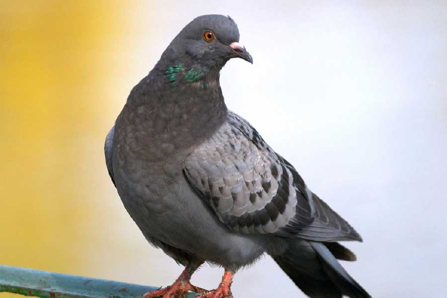 নির্দিষ্ট লক্ষ্যবস্তুতে বোমা ফেলতে স্কিনার যে উপায়ের কথা বলেন, তা শুনে আমেরিকার তৎকালীন কর্মকর্তারা হতবাক হয়ে যান। স্কিনার জানান, আকাশ থেকে ঠিক জায়গায় বোমা ফেলতে একমাত্র নির্ভরযোগ্য অবলম্বন হতে পারে পায়রা।