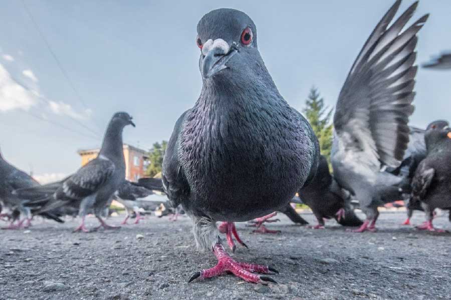 স্কিনার এই প্রজেক্টের নাম দিয়েছিলেন ‘প্রজেক্ট পিজিয়ন’। 