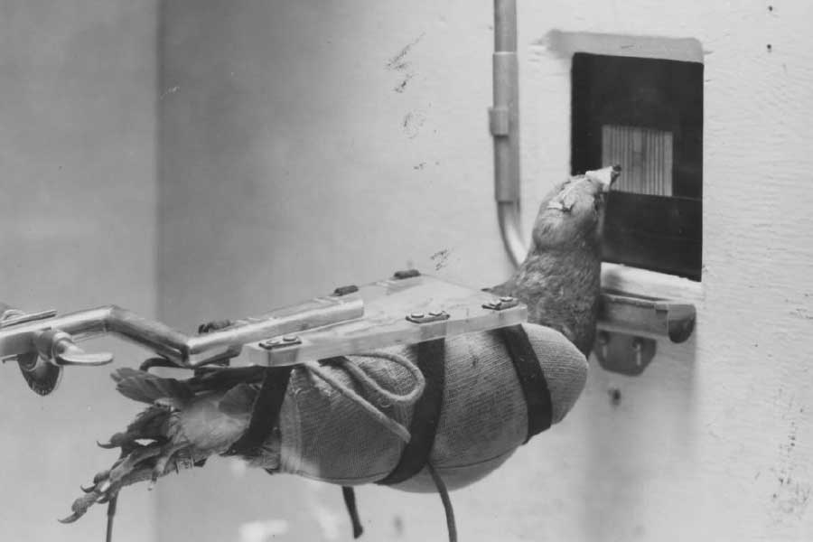 গবেষণা এবং নতুন নতুন জিনিস আবিষ্কার নিয়ে সব সময়ই মেতে থাকতেন স্কিনার। স্কিনার জানিয়েছিলেন, অনেক দিন ধরেই তিনি অস্ত্রের লক্ষ্যবস্তু নিয়ে চিন্তাভাবনা করছিলেন। একদিন হঠাৎ আকাশে পাখি উড়তে দেখে পাখি ব্যবহার করে নির্দিষ্ট জায়গায় বোমা নিক্ষেপের বুদ্ধি তাঁর মাথায় আসে। 