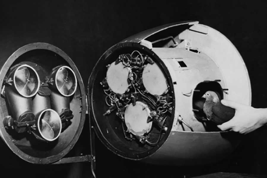 স্কিনার মনে করেন, পাখিকে চমৎকার ভাবে চালক হিসাবে ব্যবহার করা যেতে পারে। চাইলে একটি প্রশিক্ষণপ্রাপ্ত পাখি একটি বোমাকে দিকনির্দেশ দিয়ে সঠিক জায়গায় নিয়ে যেতে পারে। আর এটিই ছিল ‘প্রজেক্ট পিজিয়ন’-এর মূল বিষয়বস্তু।